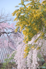 ミモザと枝垂れ桜