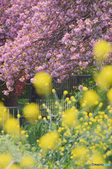 川越水上公園