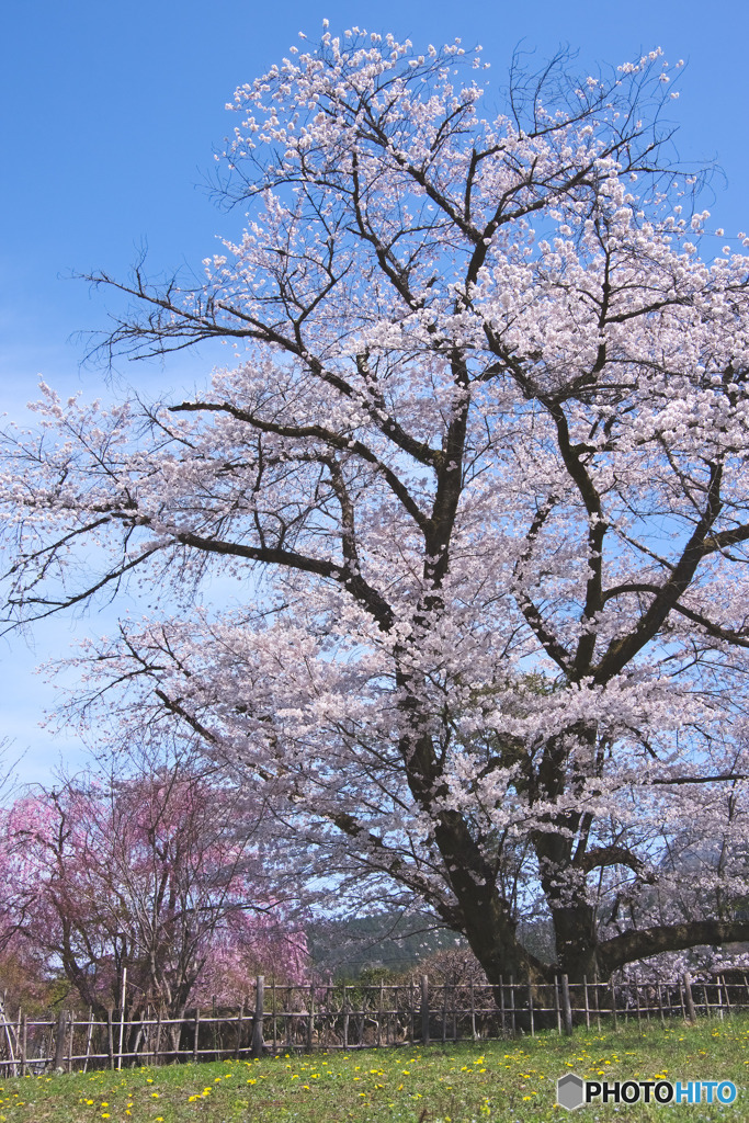 長泉院の桜