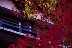 青紅
