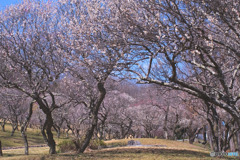 秩父ミューズパークの梅園