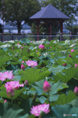 平成の森公園