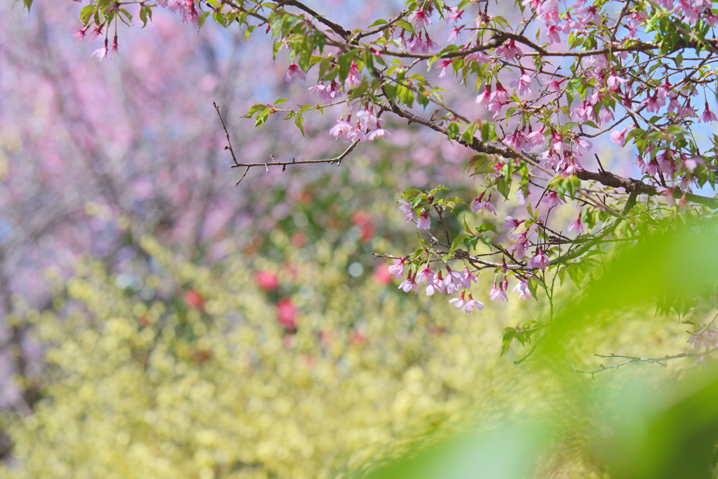 城山かたくりの里