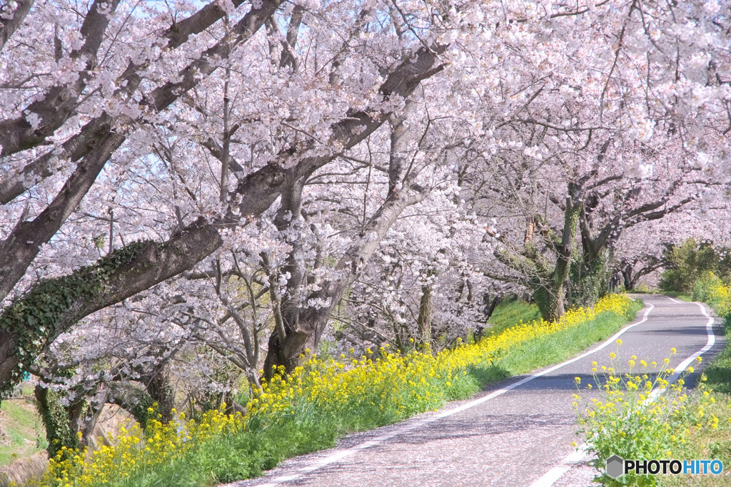 さくら堤公園