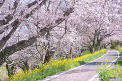 さくら堤公園