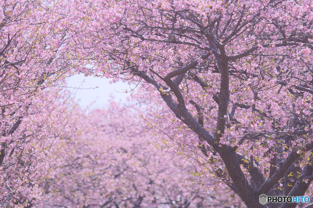 河津桜あじさいライン