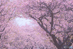 河津桜あじさいライン