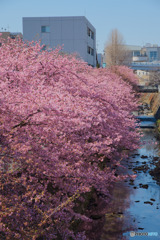 生田河津桜並木