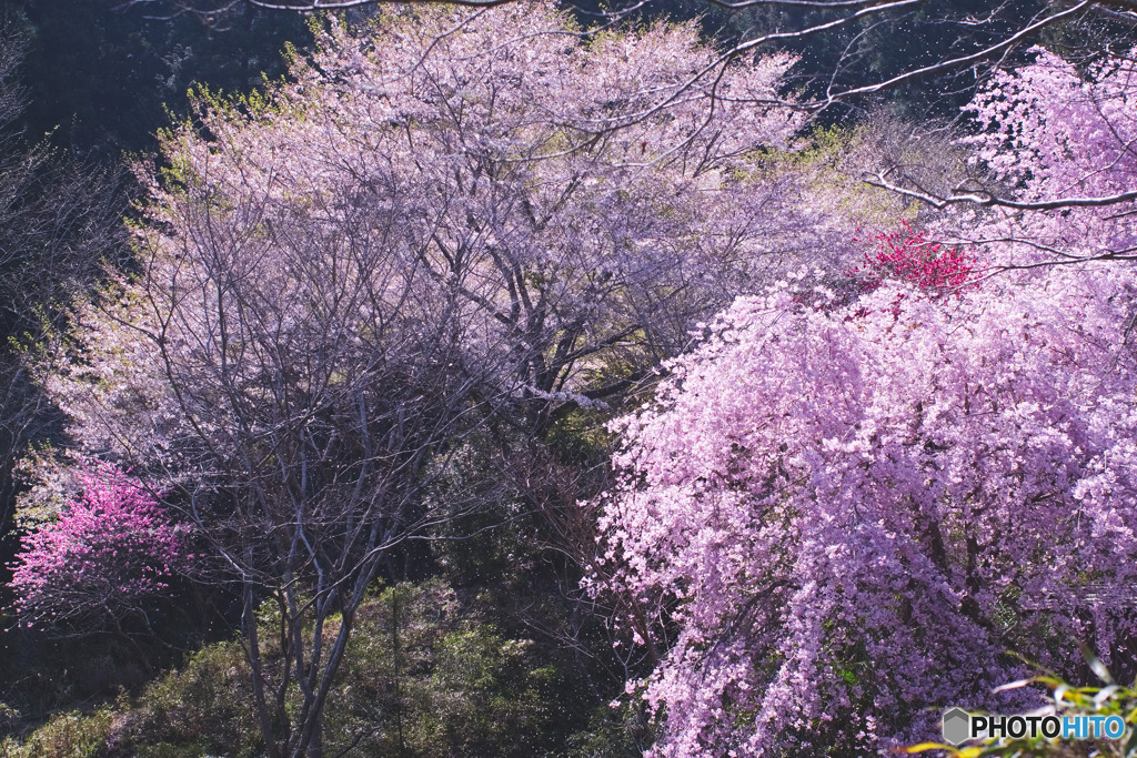 白髭神社（中藤中郷）