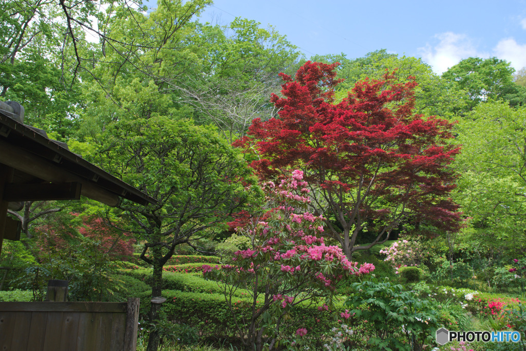 町田ぼたん園