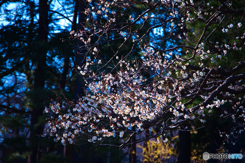 小金井公園の梅