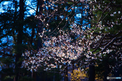 小金井公園の梅