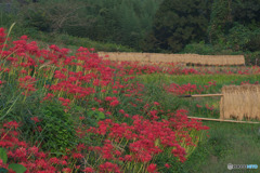 寺坂棚田