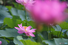 寿中央公園