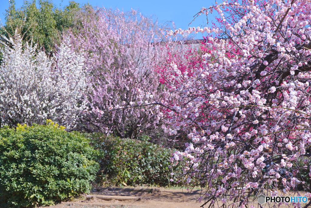 久地梅林公園