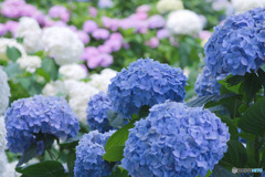 浜崎黒目花広場