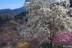 花桃の郷