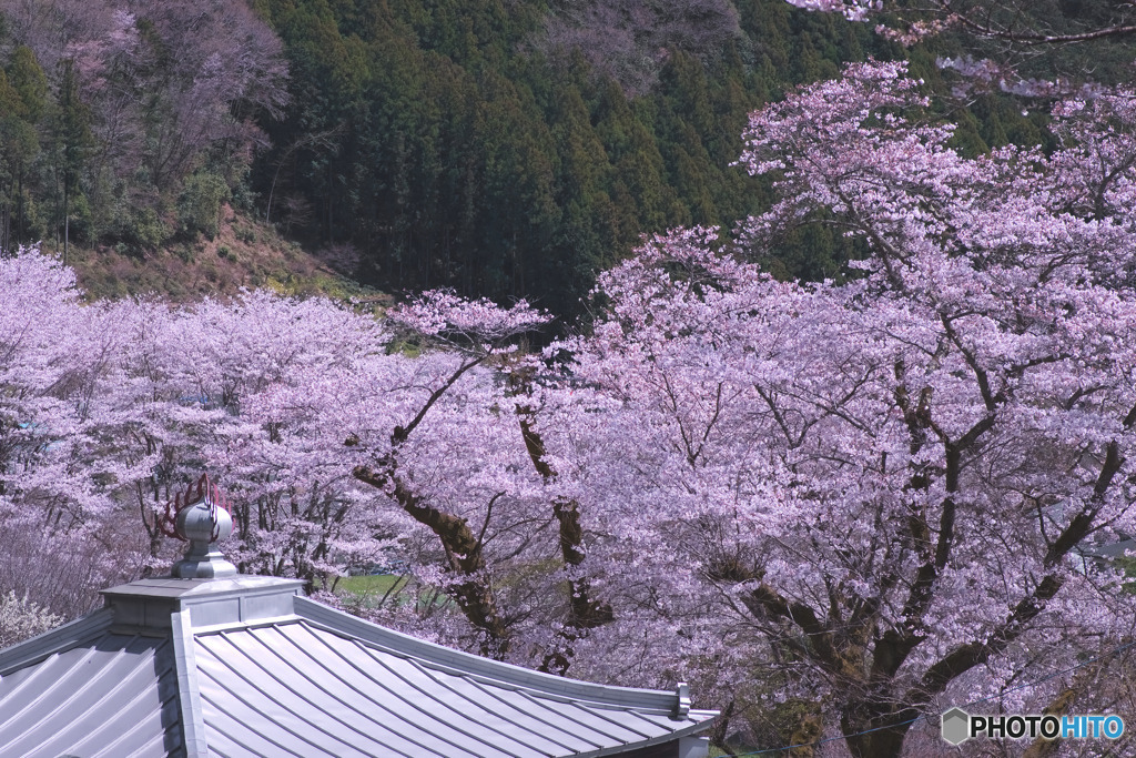 新福寺の桜