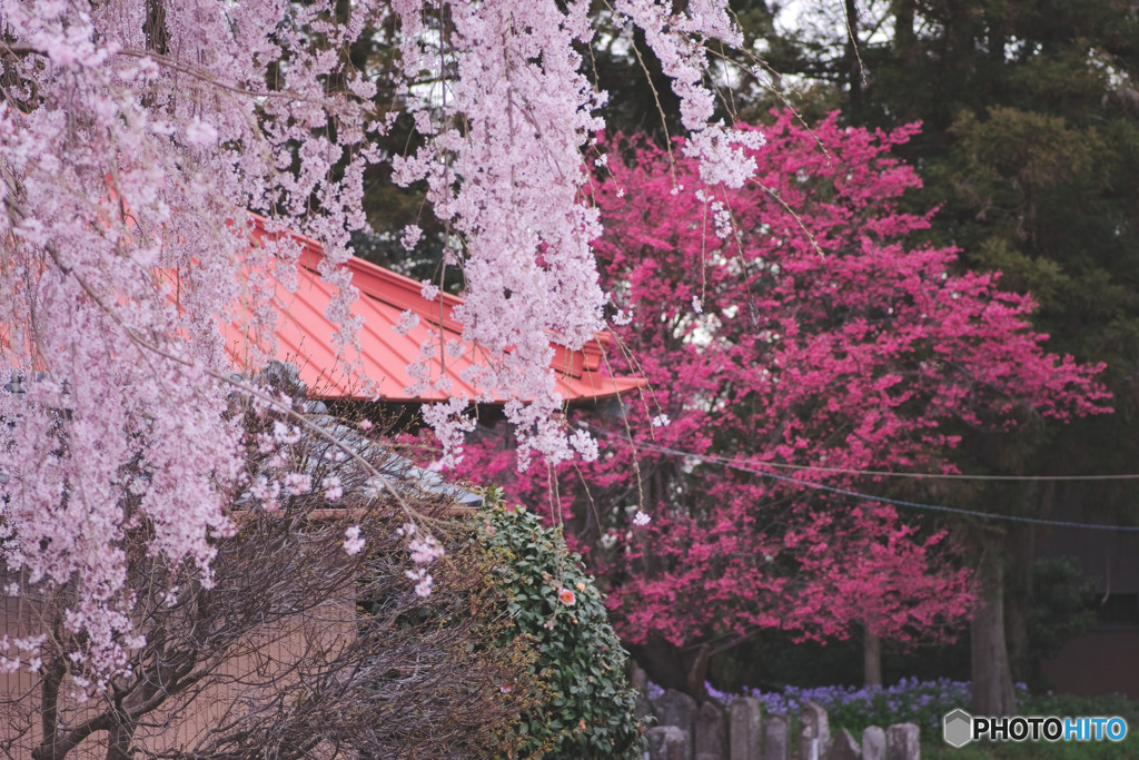 放光寺