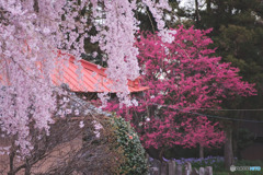 放光寺
