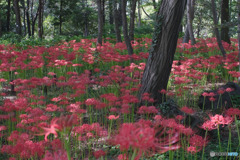 相模原北公園