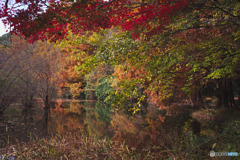 石神井公園