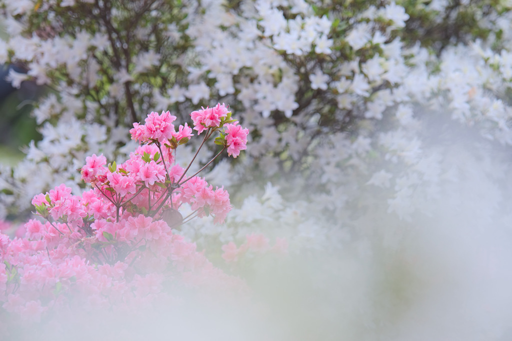 平成つつじ公園