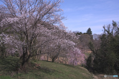 日枝神社のそばの名もなき桜
