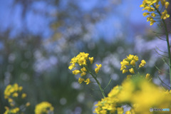 菜の花