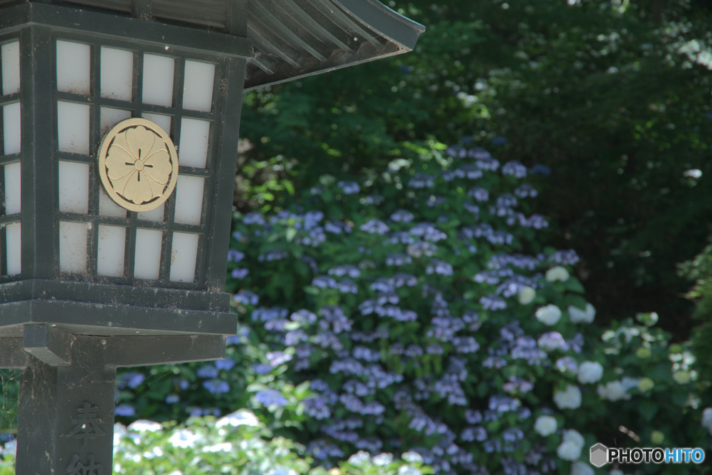 あじさいの寺