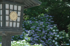 あじさいの寺