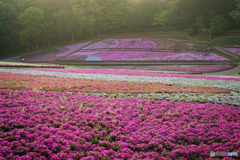 羊山公園の夜明け
