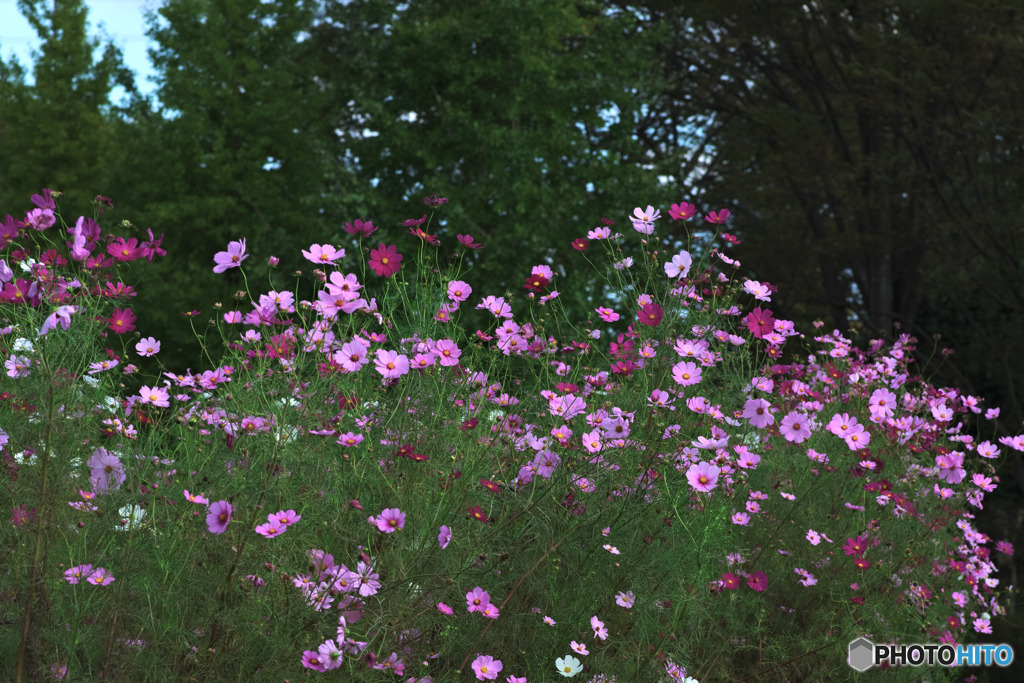 秋留台公園のコスモス