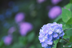 薬師池公園