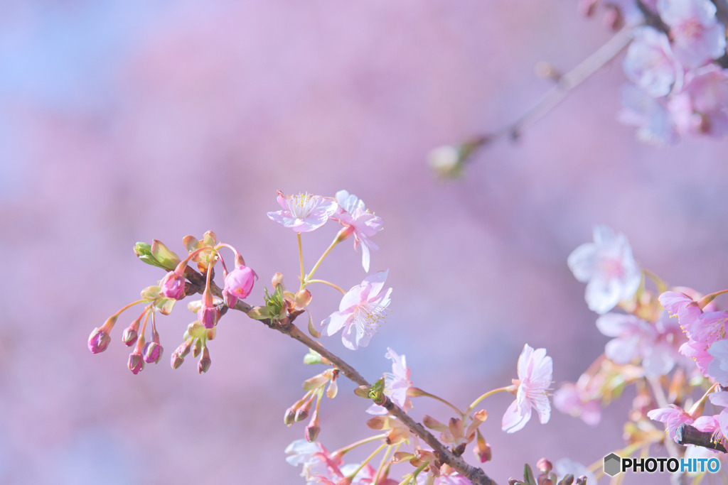 多摩川等々力土手桜並木