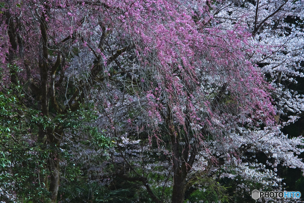昌福寺