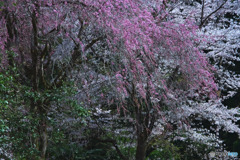 昌福寺