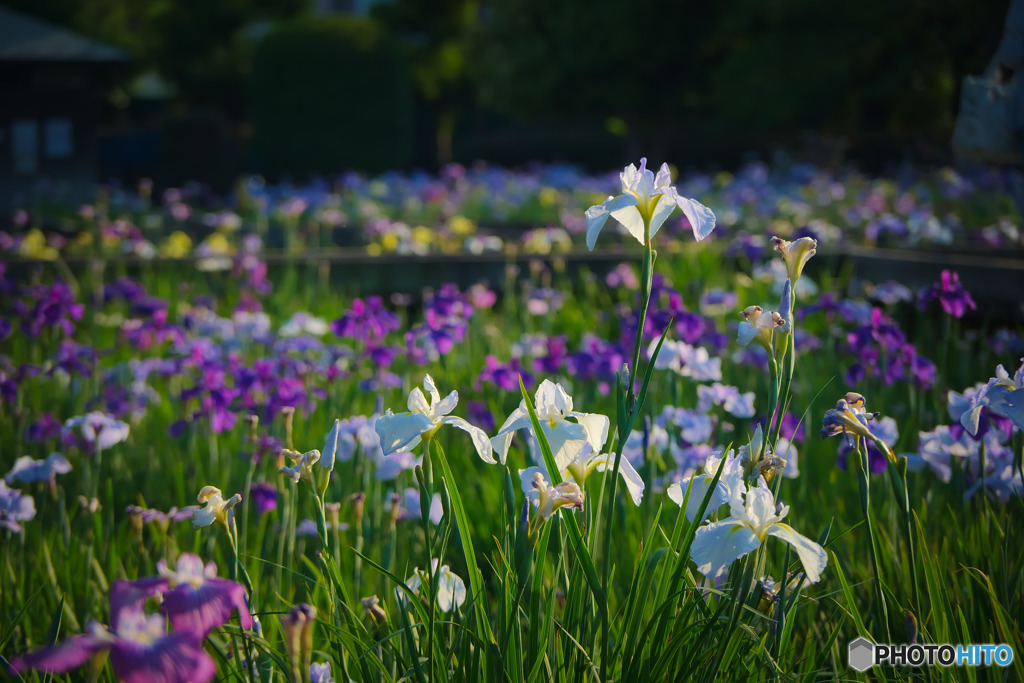 山崎公園の花菖蒲