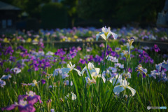 山崎公園の花菖蒲