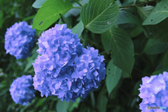 生田緑地