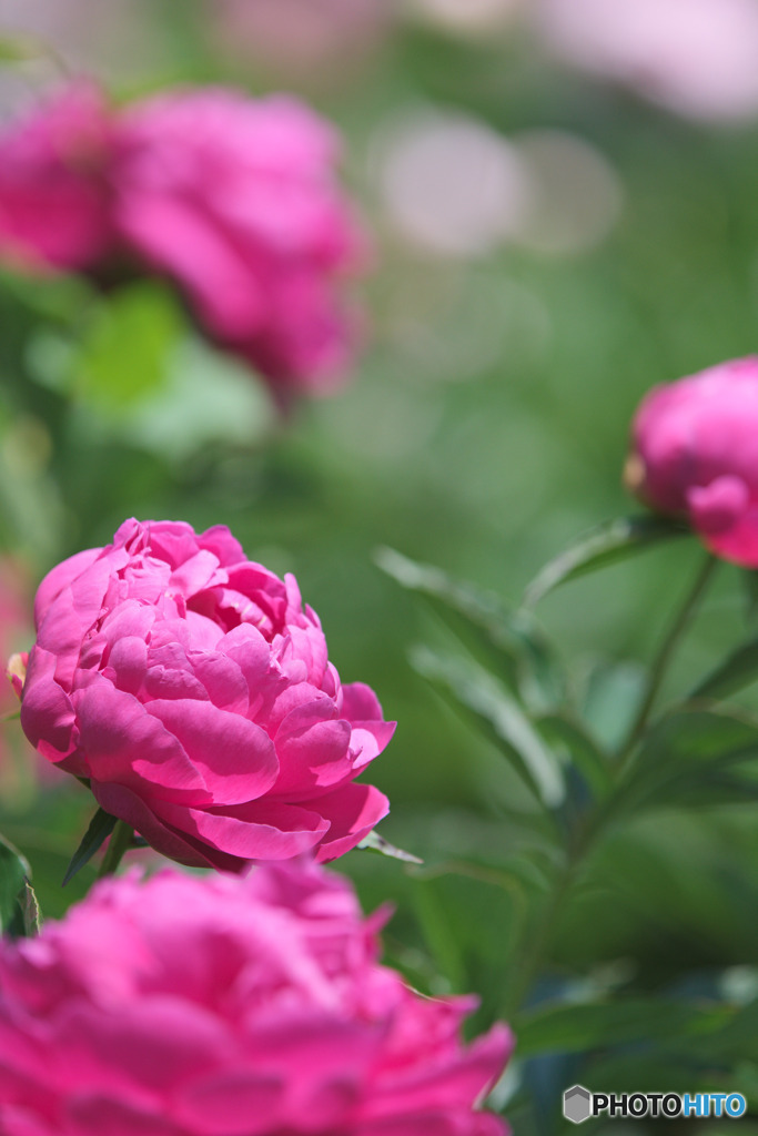 神代植物公園