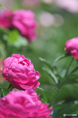 神代植物公園