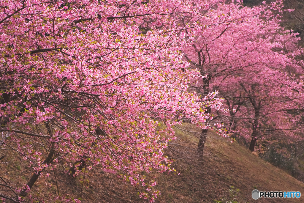 桃木農村公園の河津桜