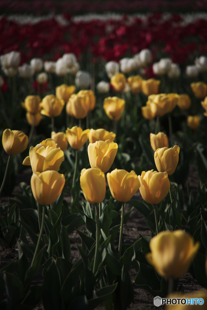 根がらみ前水田のチューリップ