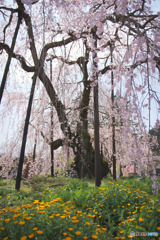 霊巌寺