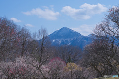 秩父ミューズパークの梅園と武甲山