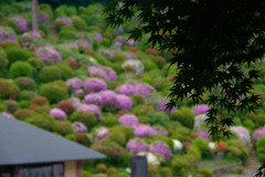 ツツジの寺？もみじの寺