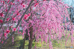 北烏山四丁目梅林市民緑地