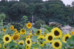 堀兼のひまわり畑