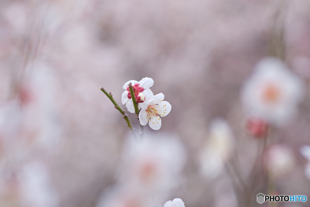 越生梅林にて
